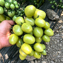 Green Jade Cherry Tomato, 10 Seeds