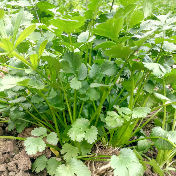 'Jiefeng' Large-Leaf Coriander Seeds, 20g