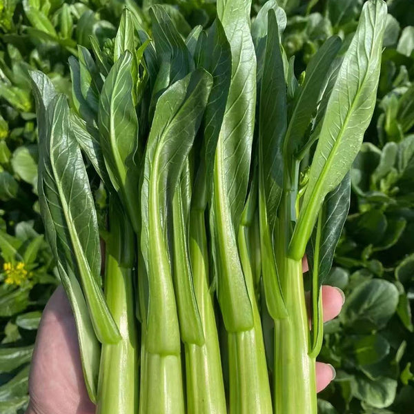 'Li Jian' 120-Day Sweet Choy Sum Seeds, 20g