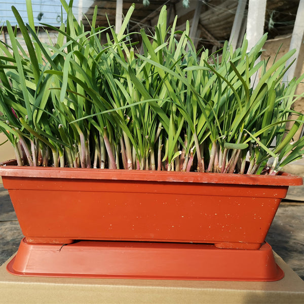Dugen Red Chinese Chives Seeds, 10g