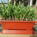 Dugen Red Chinese Chives Seeds, 10g