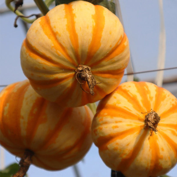 Orange Beibei Pumpkin Seeds, 50 Seeds