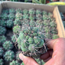 Gymnocalycium saglionis, 3-4cm