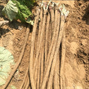 Longzhong Burdock, 200 Seeds