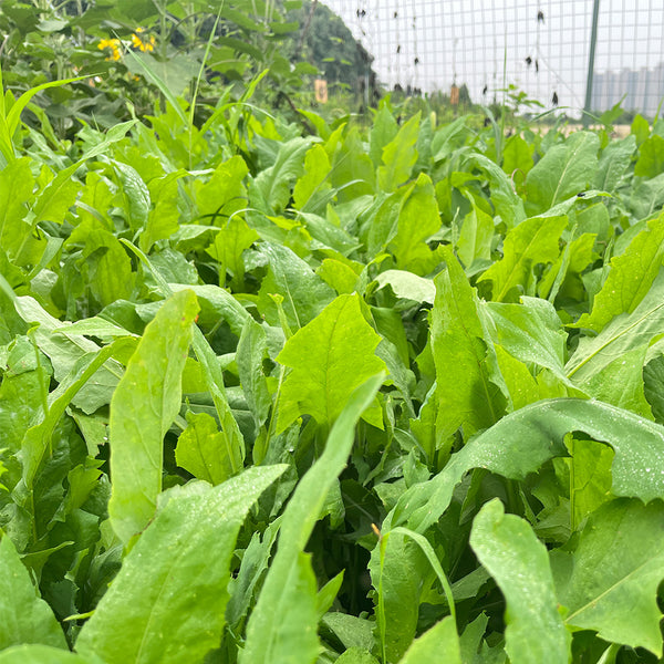 Ixeris Chinensis Seeds, 200 Seeds