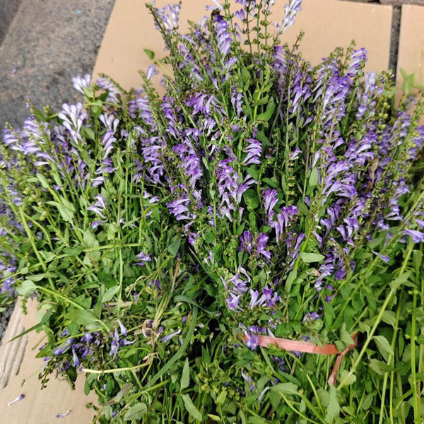Barbed Skullcap, 100 Seeds