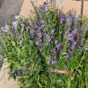 Barbed Skullcap, 100 Seeds