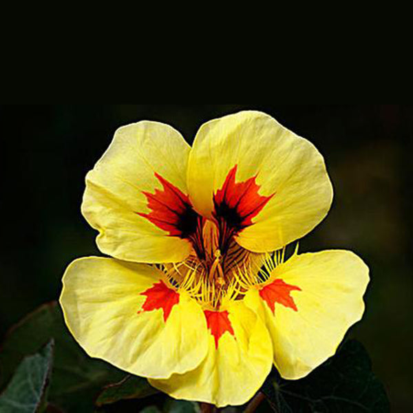 Sunburst' Yellow Nasturtium Seeds, 50 Seeds