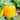 Yellow Lantern Sweet Pepper Seeds, 100 Seeds