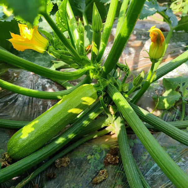 'Yalimei' Zucchini, 30 Seeds