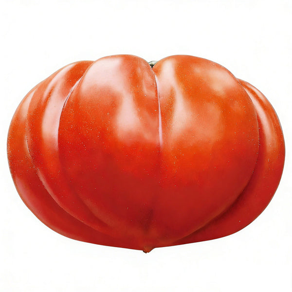 'Firenza' Ribbed Tomato, 10 Seeds