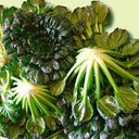 Wutacai, Black Cabbage Seeds, 5 × 5g Bags