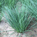 Minqin Sand Scallion, 200 Seeds