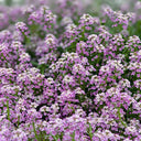 Purple Sweet Alyssum, 1g