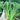 Haiwang Songqing Broccoli, 50 Seeds