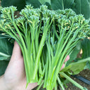 Haiwang Songqing Broccoli, 50 Seeds