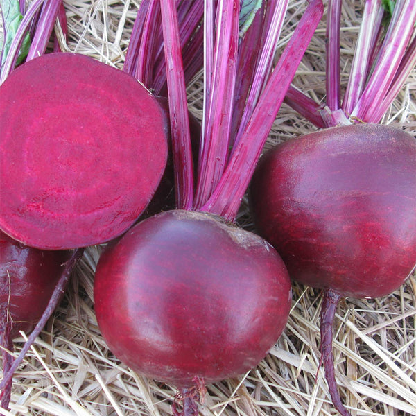 Dutch Red Beetroot Seeds, 2g