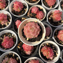 Echeveria cv. 'Pandora Queen', 2pcs x 1-head