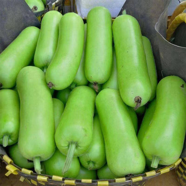 'Zhepu No.9' Bottle Gourd Seeds, 10g