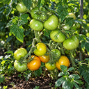 528 Green Martian Dwarf Tomato, 5 Seeds