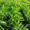 Bamboo Leaf Water Spinach Seeds, 30g