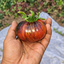 437 Blue Flame Tomato, 5 Seeds