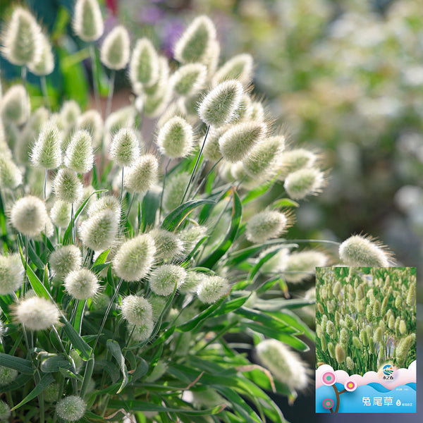 Hezhichun Bunny Tail Grass, 30 Seeds