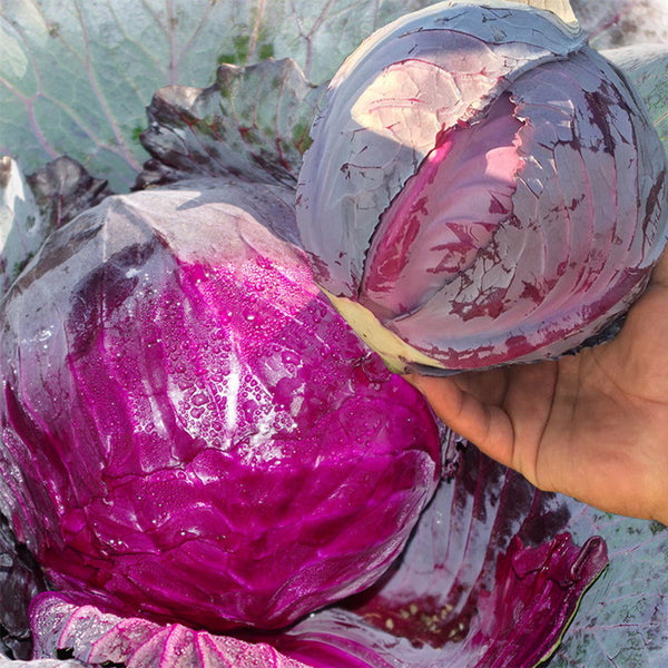 W957 Purple Wind Red Cabbage, 50 Seeds