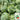 Meijia 84-24 Hybrid Watermelon, 30 Seeds