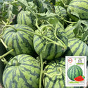 Meijia 84-24 Hybrid Watermelon, 30 Seeds