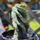 Cereus forbesii 'Spiralis', 13-14cm