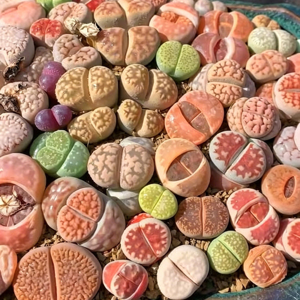 Mixed Lithops, 1000 Seeds