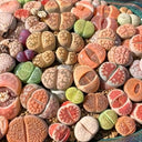 Mixed Lithops, 1000 Seeds