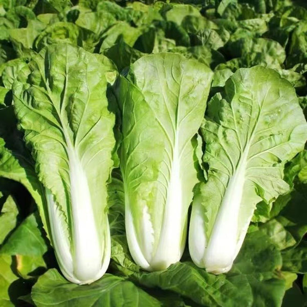 Fast Growing Pak Choi Seeds, 10g