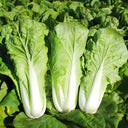 Fast Growing Pak Choi Seeds, 10g
