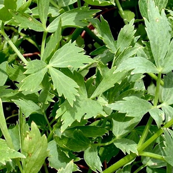 Garden Lovage, 100 Seeds