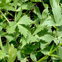 Garden Lovage, 100 Seeds