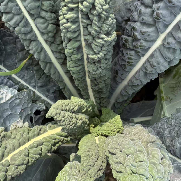 Lacinato Kale (Brassica oleracea var. palmifolia)