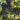 Mountain Grape, 50 Seeds