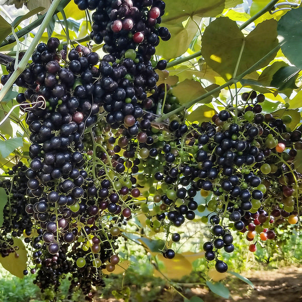 Mountain Grape, 50 Seeds