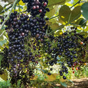 Mountain Grape, 50 Seeds