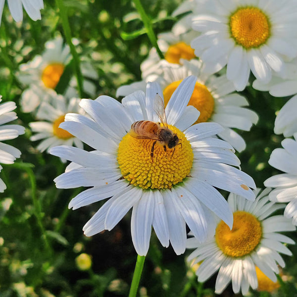 White Max Chrysanthemum, 600 Seeds