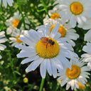 White Max Chrysanthemum, 600 Seeds
