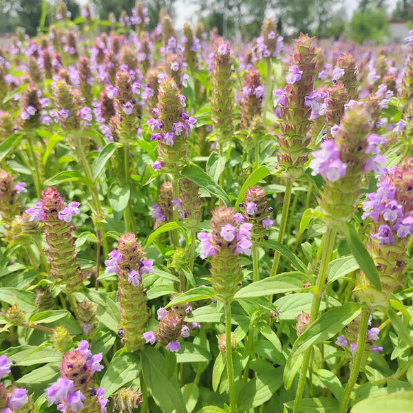 Large-Flowered Selfheal (Mixed Colors), 200 Seeds