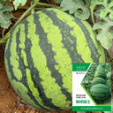“Jinxiu Tianwang” Watermelon Seeds, 200 Seeds