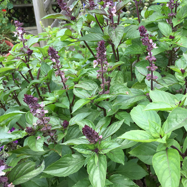 Licorice Basil, 100 ~ 150 Seeds