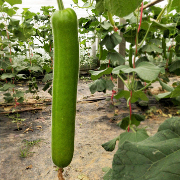 'Zhepu No.6' Bottle Gourd Seeds, 10g