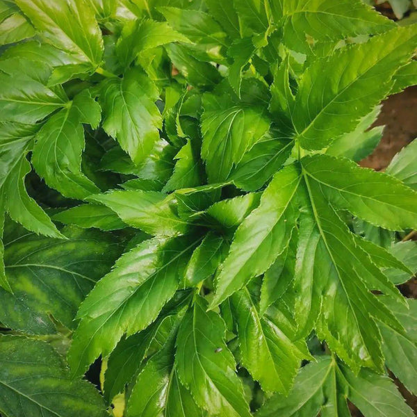 Japanese Ashitaba, 50 Seeds