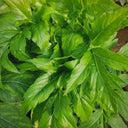 Japanese Ashitaba, 50 Seeds