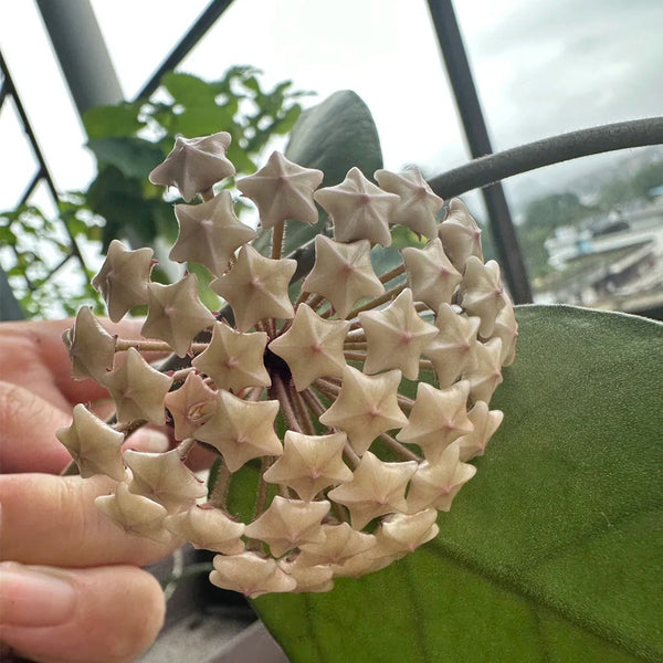 Hoya Jianfenglingensis, 5 Cuttings